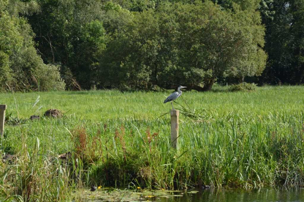 DSC_6073Mittel_.JPG